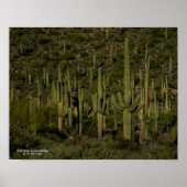 Giant Saguaro Cactus Forest Sonoran Desert Arizona Poster (Voorkant)