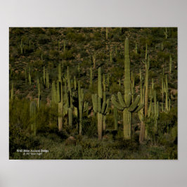 Giant Saguaro Cactus Forest Sonoran Desert Arizona Poster