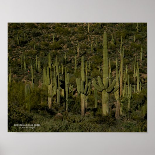 Giant Saguaro Cactus Forest Sonoran Desert Arizona Poster (Voorkant)