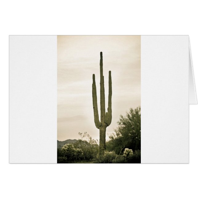 Giant Saguaro Sonoran Desert Portret (Voorkant Horizontaal)