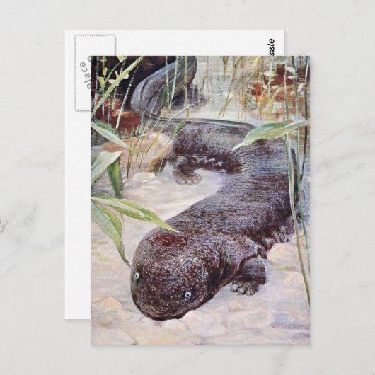 Giant Salamander Art Briefkaart (Voorkant / Achterkant)