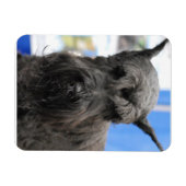 Giant Schnauzer Magneet (Horizontaal)