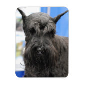 Giant Schnauzer Magneet (Verticaal)