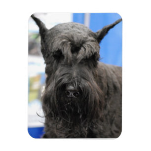 Giant Schnauzer Magneet