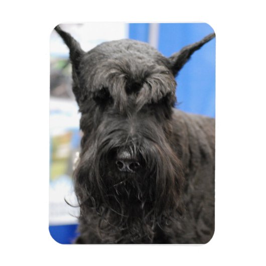 Giant Schnauzer Magneet (Verticaal)