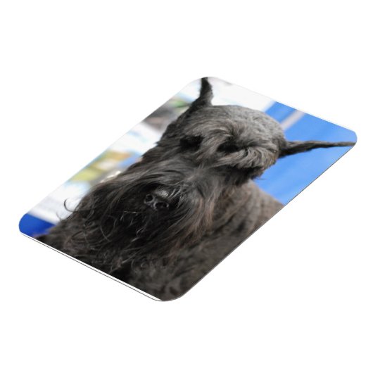 Giant Schnauzer Magneet (Linkerzijde)