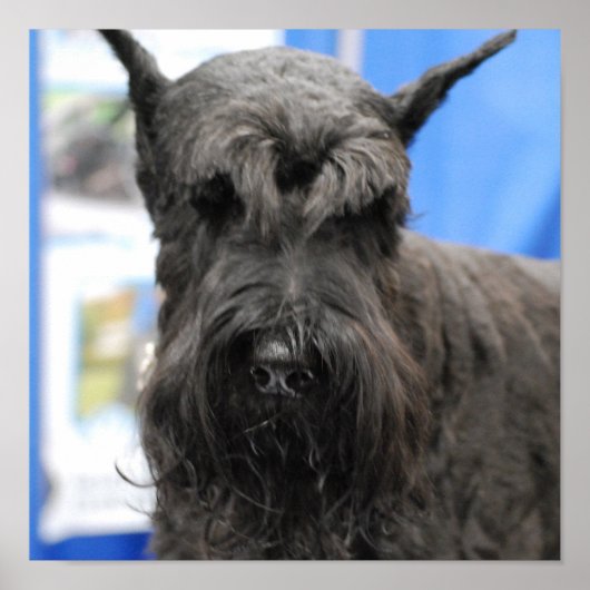 Giant Schnauzer Poster (Voorkant)