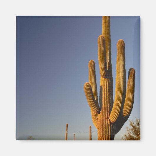 Giant Seguaro Cactus, orgelpijp Nat'l. Magneet (Voorkant)