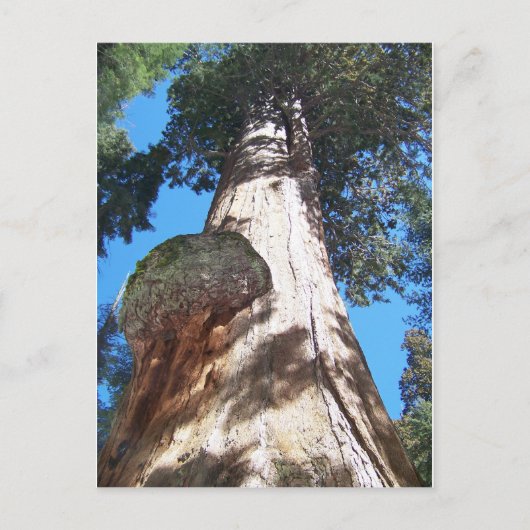 Giant Seqouia Briefkaart (Voorkant)