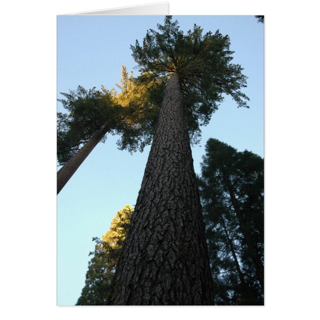 Giant Sequoia (Voorkant)