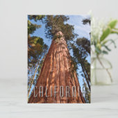 Giant Sequoia Ascends Bedankkaart (Staand voorkant)