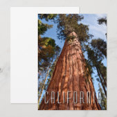 Giant Sequoia Ascends Bedankkaart (Voorkant / Achterkant)