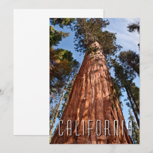 Giant Sequoia Ascends Bedankkaart (Voorkant / Achterkant)