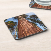 Giant Sequoia Ascends Bier Onderzetter (Linkerzijde)