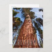 Giant Sequoia Ascends Briefkaart (Voorkant / Achterkant)