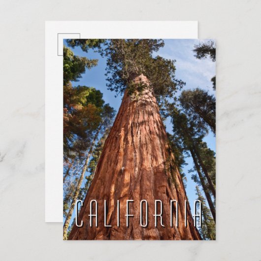 Giant Sequoia Ascends Briefkaart (Voorkant / Achterkant)