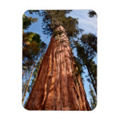 Giant Sequoia Ascends Magneet (Verticaal)