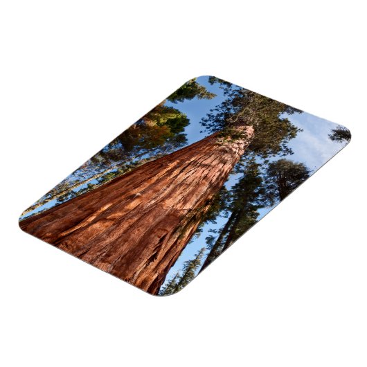 Giant Sequoia Ascends Magneet (Linkerzijde)