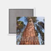 Giant Sequoia Ascends Magneet (Voorkant / Achterkant)