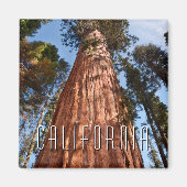 Giant Sequoia Ascends Magneet (Voorkant)