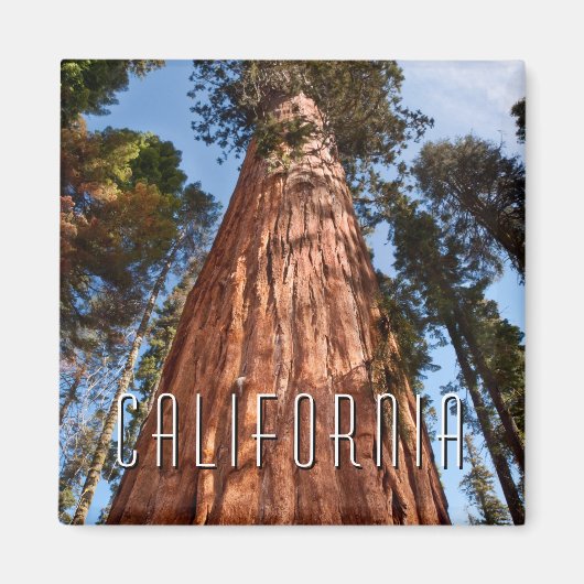 Giant Sequoia Ascends Magneet (Voorkant)