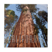 Giant Sequoia Ascends Tegeltje (Voorkant)