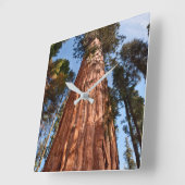 Giant Sequoia Ascends Vierkante Klok (Hoek)