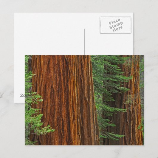 Giant Sequoia boomstammen in het bos, Yosemite Briefkaart (Voorkant / Achterkant)