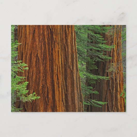 Giant Sequoia boomstammen in het bos, Yosemite Briefkaart (Voorkant)