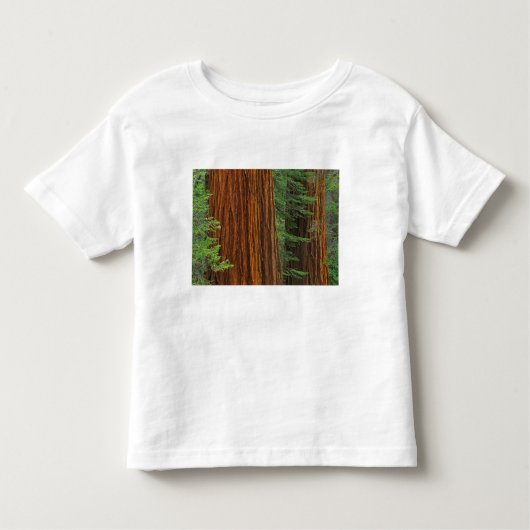 Giant Sequoia boomstammen in het bos, Yosemite Kinder Shirts (Voorkant)