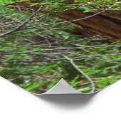 Giant Sequoia boomstammen in het bos, Yosemite Poster (Hoek)