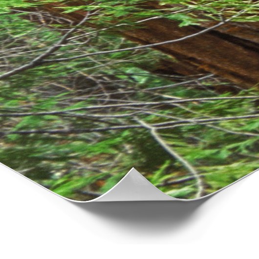 Giant Sequoia boomstammen in het bos, Yosemite Poster (Hoek)
