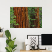 Giant Sequoia boomstammen in het bos, Yosemite Poster (Thuiskantoor)