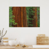 Giant Sequoia boomstammen in het bos, Yosemite Poster (Keuken)