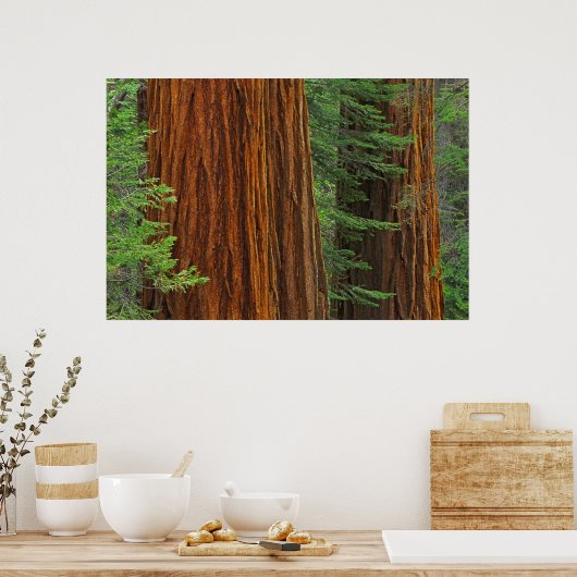 Giant Sequoia boomstammen in het bos, Yosemite Poster (Keuken)