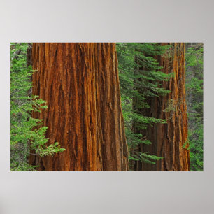 Giant Sequoia boomstammen in het bos, Yosemite Poster