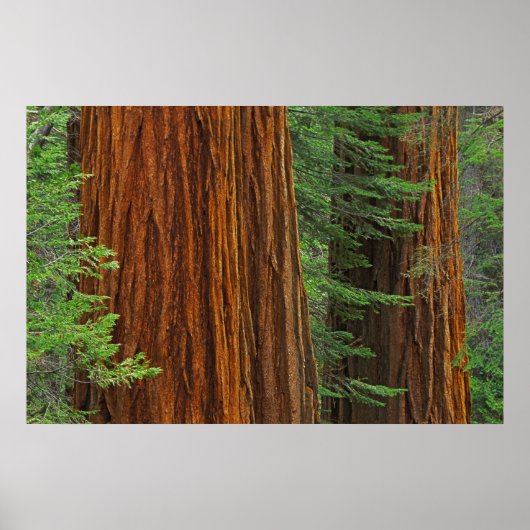 Giant Sequoia boomstammen in het bos, Yosemite Poster (Voorkant)