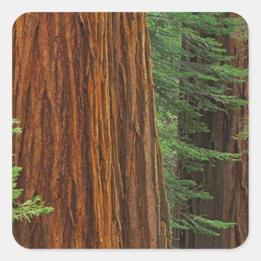 Giant Sequoia boomstammen in het bos, Yosemite Vierkante Sticker (Voorkant)