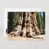 Giant Sequoia Briefkaart! Briefkaart (Voorkant / Achterkant)