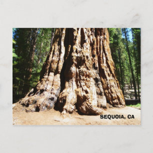 Giant Sequoia Briefkaart! Briefkaart