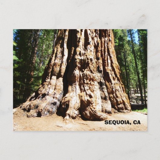 Giant Sequoia Briefkaart! Briefkaart (Voorkant)