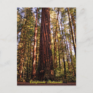 Giant Sequoia-California Redwood Briefkaart