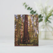 Giant Sequoia-California Redwood Briefkaart (Staand voorkant)