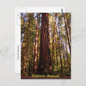 Giant Sequoia-California Redwood Briefkaart (Voorkant / Achterkant)