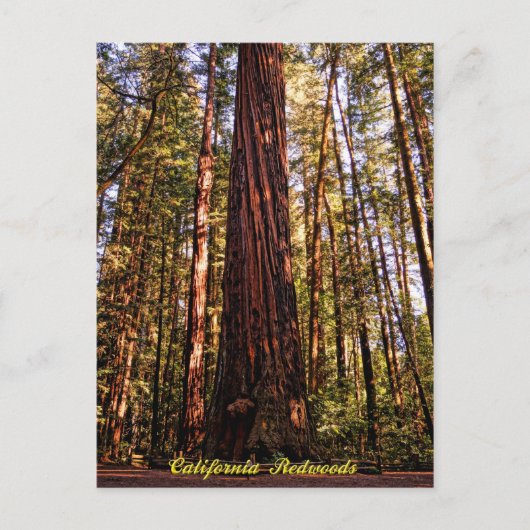 Giant Sequoia-California Redwood Briefkaart (Voorkant)