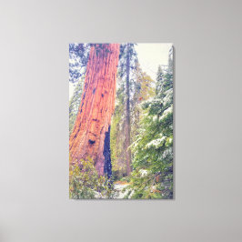 Giant Sequoia Canvas Afdruk