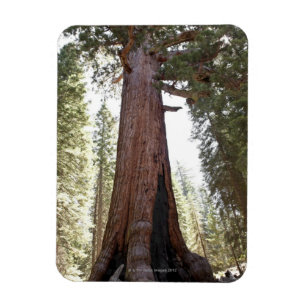 Giant Sequoia in Mariposa Grove in Yosemite Magneet