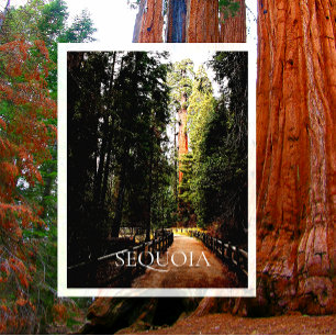 Giant Sequoia in zonlicht, Trail door het bos Briefkaart