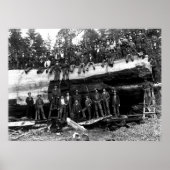 GIANT SEQUOIA LOG PORTRAIT c. 1890 Poster (Voorkant)