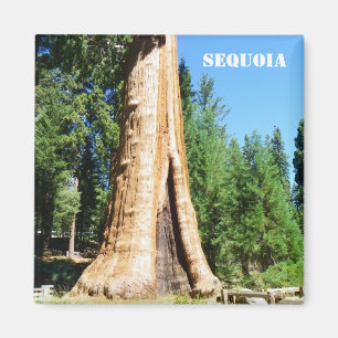 Giant Sequoia Magnet! Magneet